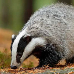 6 Ways to Deter Badgers & Stop Them Digging up Your Lawn