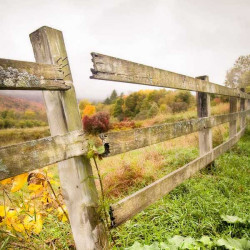 How to Remove Green Algae from Wooden Fences