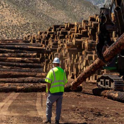 Who are the Biggest Timber Producers in the World?